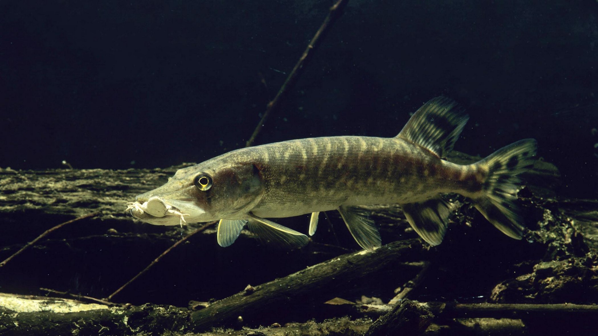 Esox lucius Linnaeus, 1758